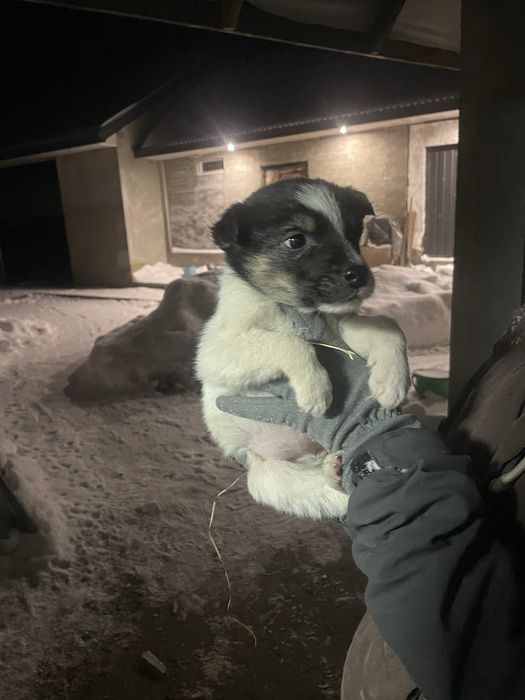 Відам собачок-дівчаток у добрі руки