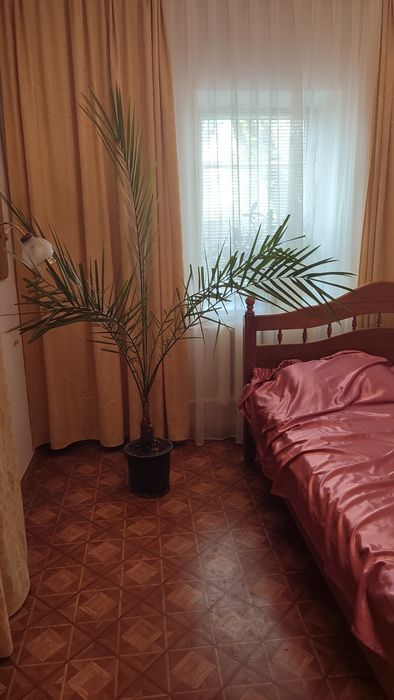 Фінікова  пальма, 2м, діаметр 1.5м
