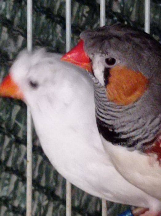 Mandarins com poupa