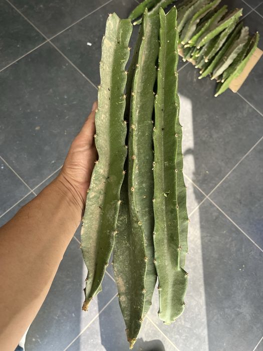 Mudas de pitaya autopolinizantes e autoferteis