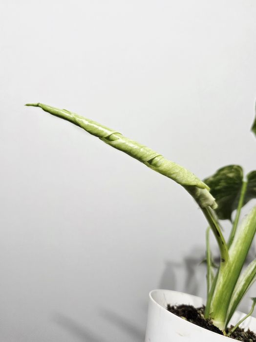 Monstera Deliciosa Mint