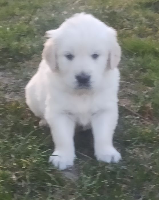 Golden retriever