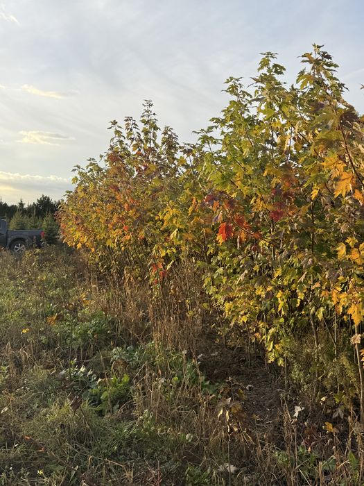 Klon srebrzysty podkladka (Acer saccharinum) 150-200 cm