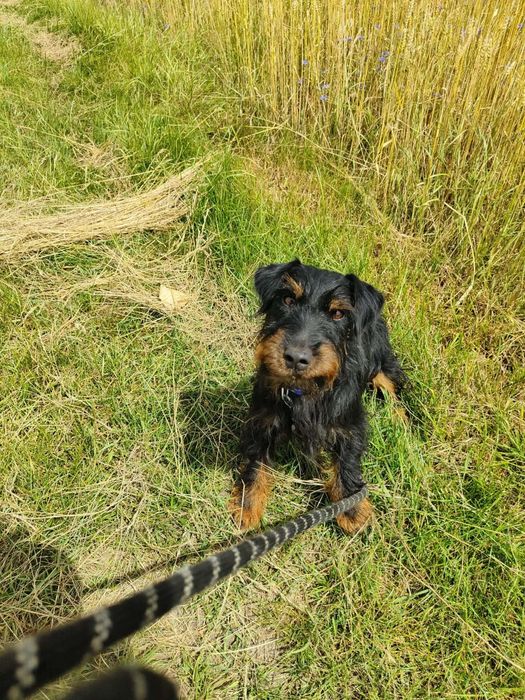 Czteroletni czujny Cydr do adopcji