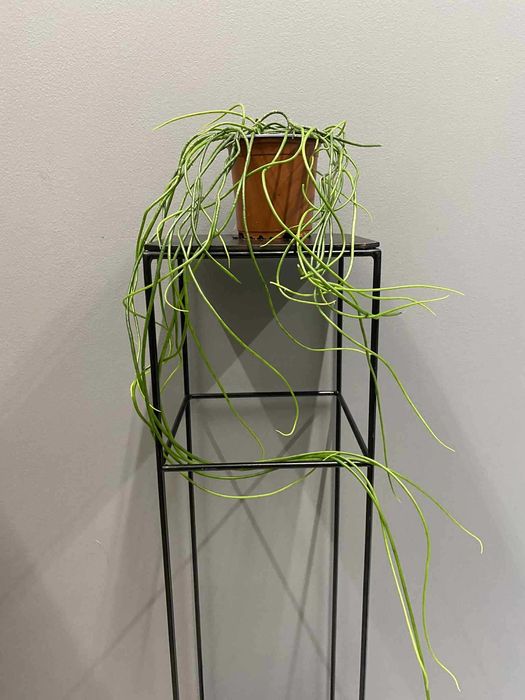 Rhipsalis Heidelberg