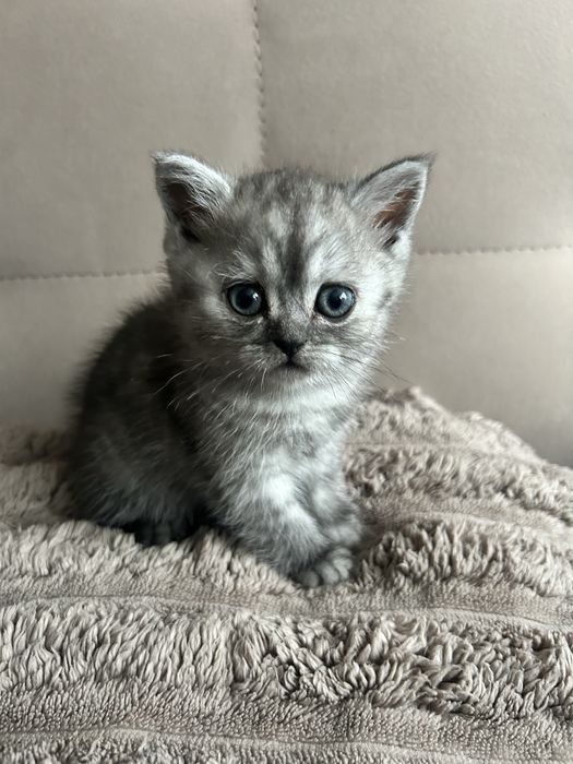 Шотландці, дівчинка, (кошенята)