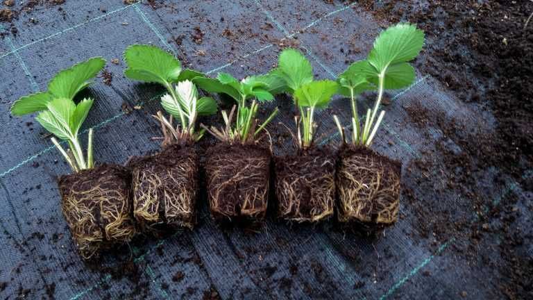 Sadzonki truskawek OWOCUJĄCYCH W TYM ROKU!