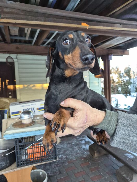 Такса, Байрактар,4 роки,документи, плем.сертифікат