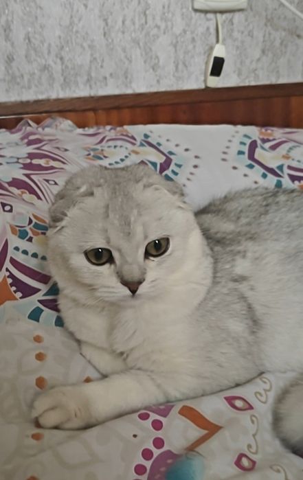 Висловухі дівчинка і хлопчик сріблясті шиншили