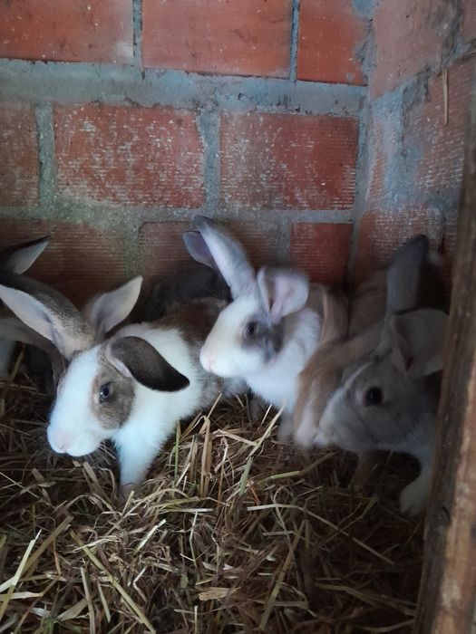 Coelhos caseiros