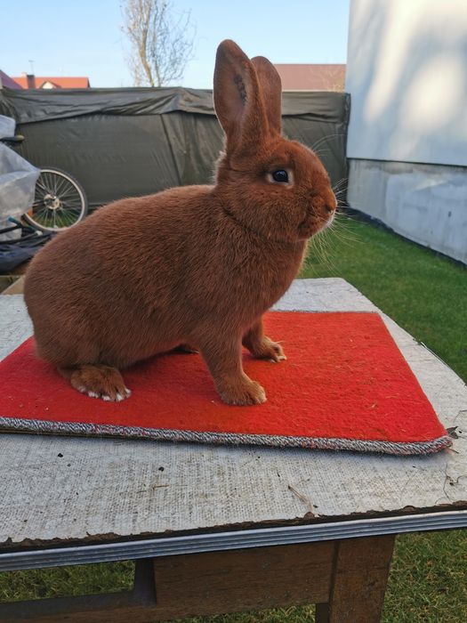 Nowozelandzki Czerwony