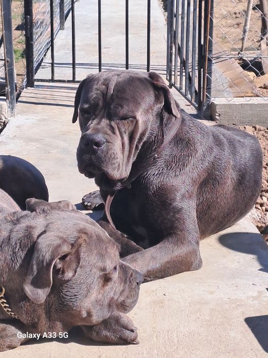 В'язка кане корсо