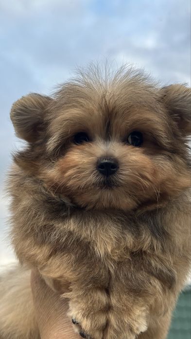 Pomapoo.,хлопчики міні розмір з ляльковою мордочкою.