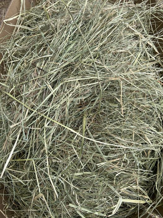 Świeże Sianko z Pierwszego Pokosu – Prosto z Naturalnej Łąki!