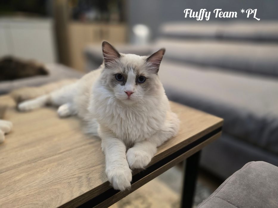 Kocurek Ragdoll Jerry