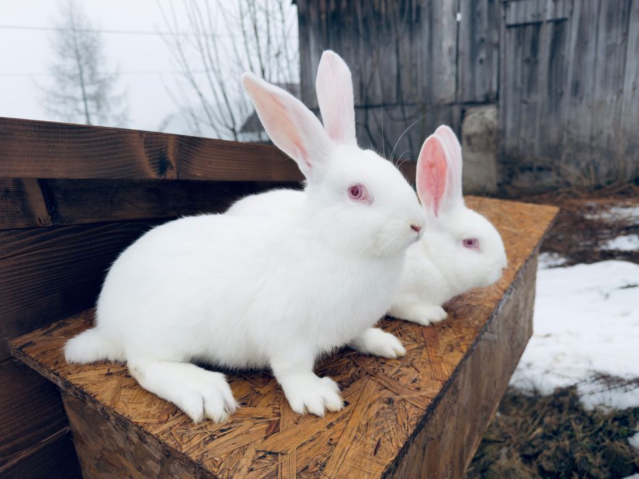 Króliki / Królik Termondzki Biały - Samiec , Samica