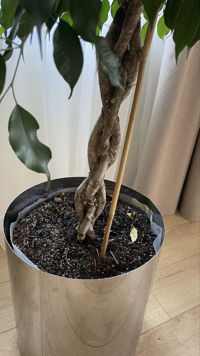 Фікус бенжаміна (стовбур косичка) з кашпо з хромованим кашпо