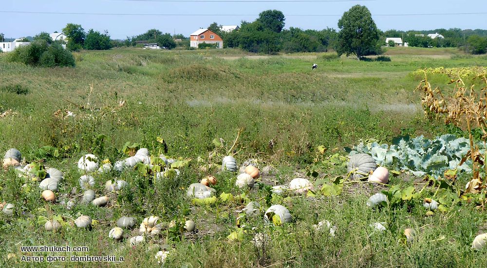 Продам 2 участка по 60 соток с. Соколово