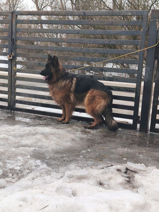 Owczarek niemiecki długowłosy ,,suka,,