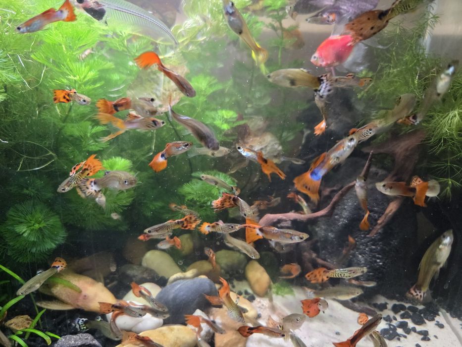 Rybki ryby do akwarium gupiki mix 16 sztuk