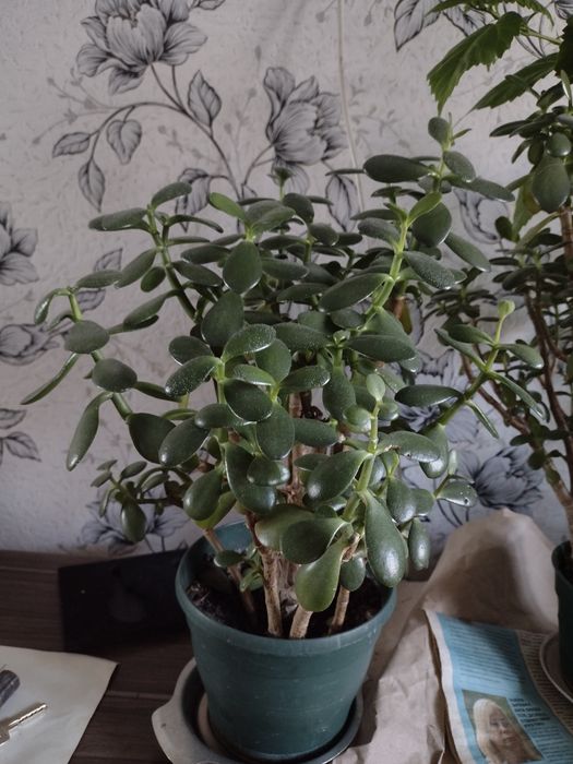 Комнатные  цветы