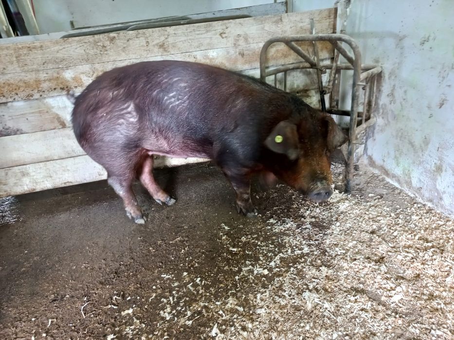 Свині на племя чистопородні