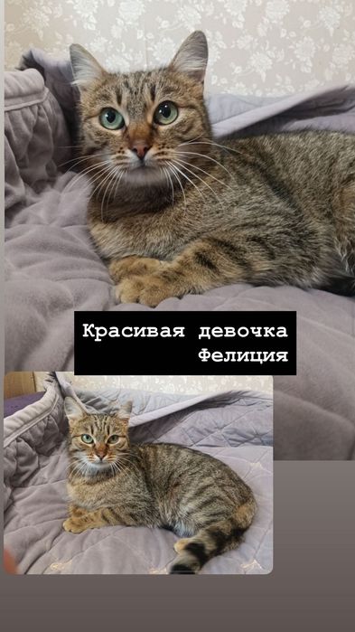 Невезучая Фелиция
