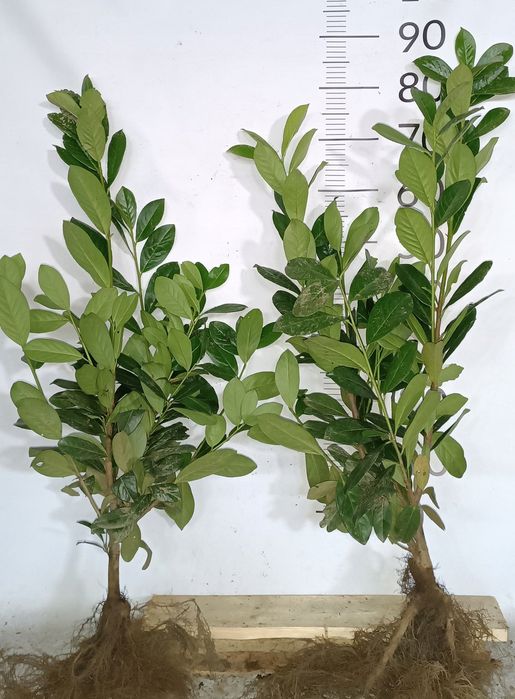 Laurowiśnia novita , caucasica , rotundifolia 40-120cm