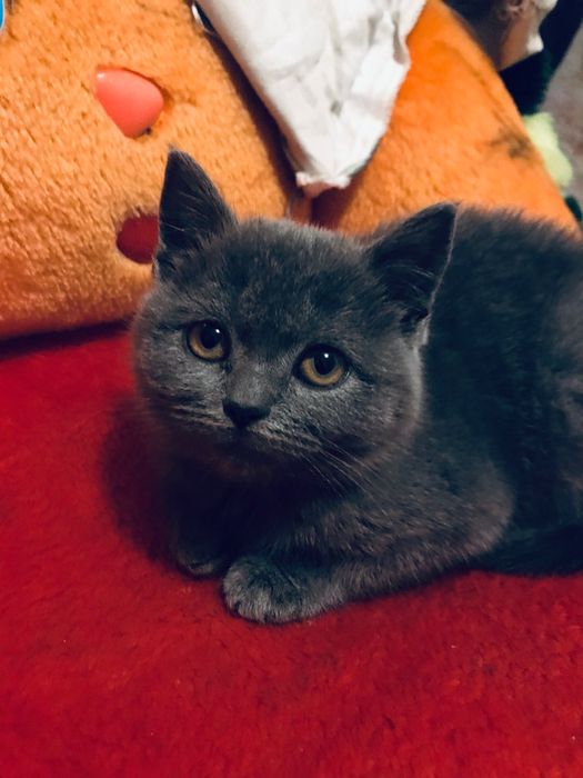 Продам котика чистокровного британца