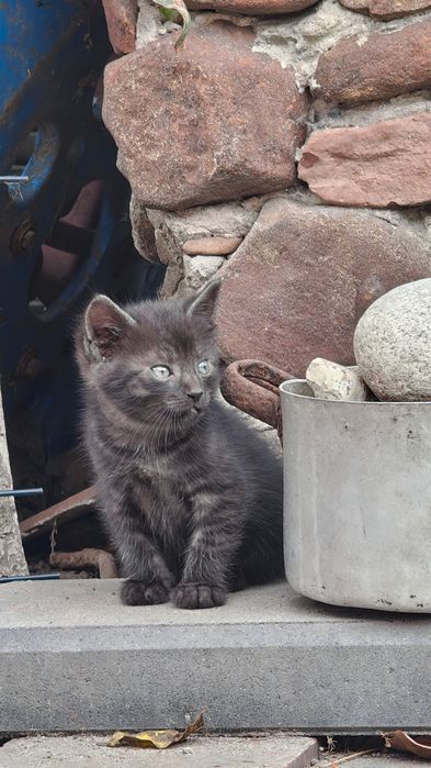 Kotek grafitowy - nietypowe umaszczenie