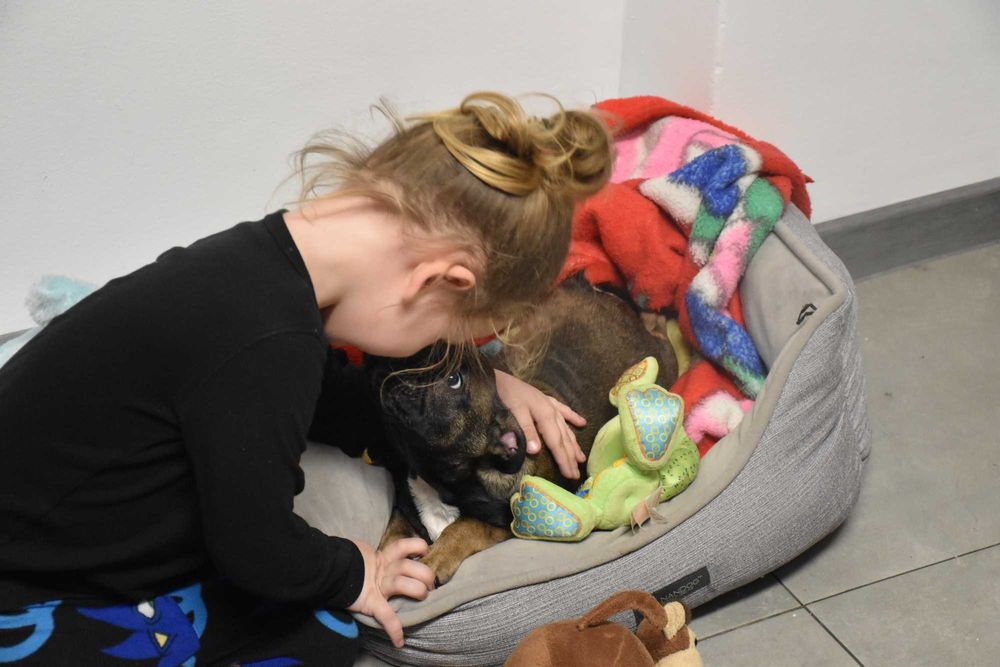 buldog francuski samczyk CUDOWNE szczenię + paszport