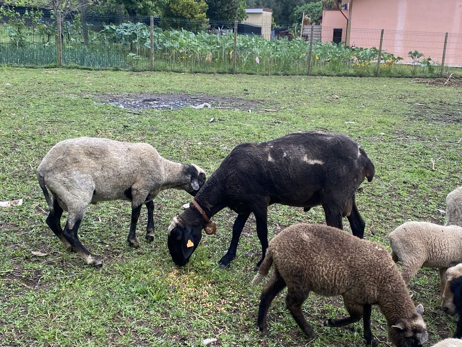 Ovelhas e anhos