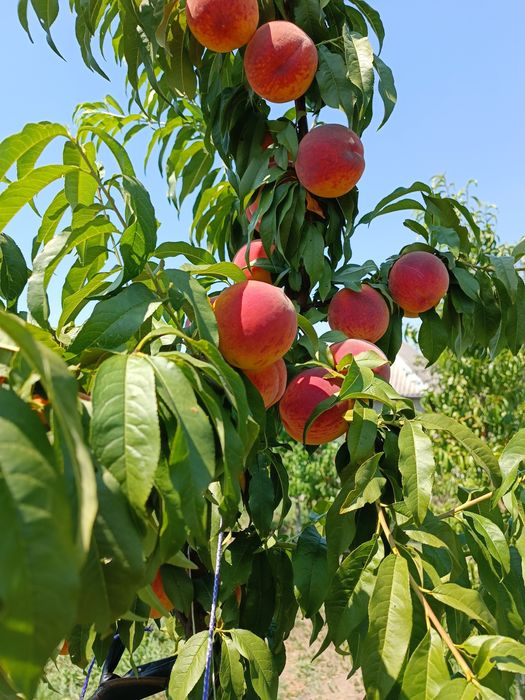 Продам добротний будинок