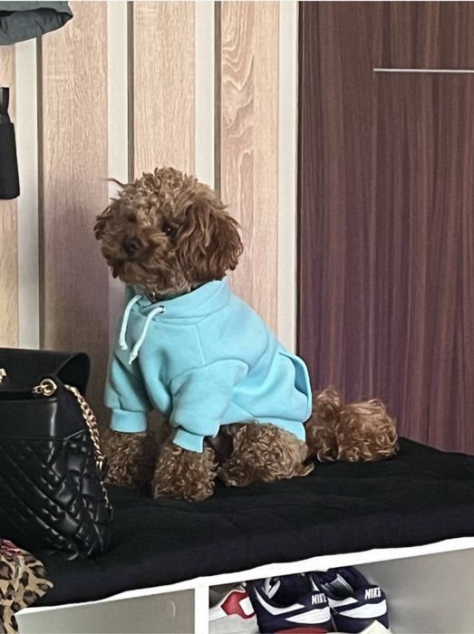 Перетримка собак в домашніх умовах, готель для собак