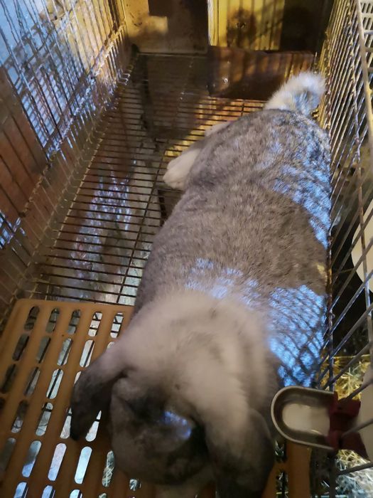 Coelhos várias raças gigantes e anões vacinados