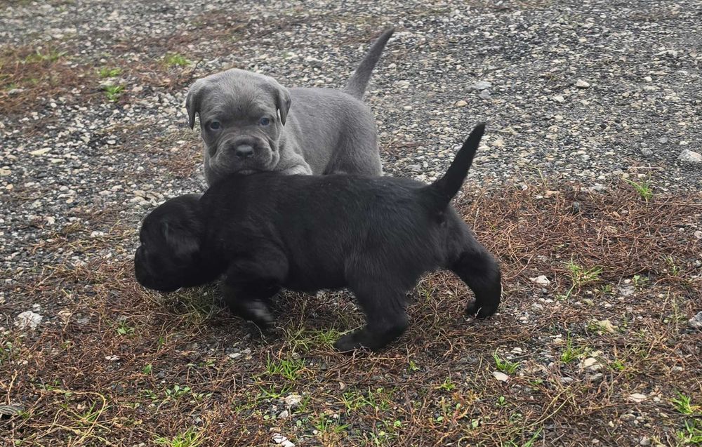 Cane Corso Szczeniaki