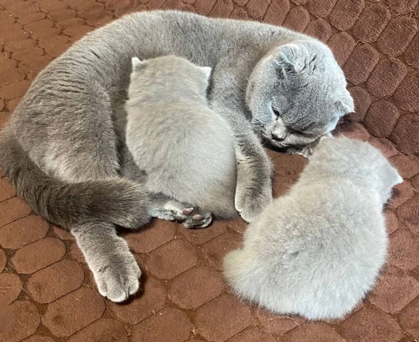 Продам шотландських весловухих котят