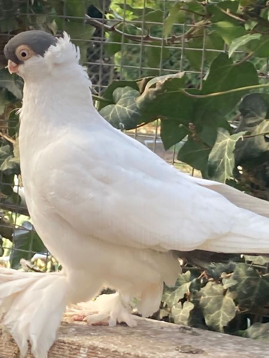 Gołąb Krymek Polski