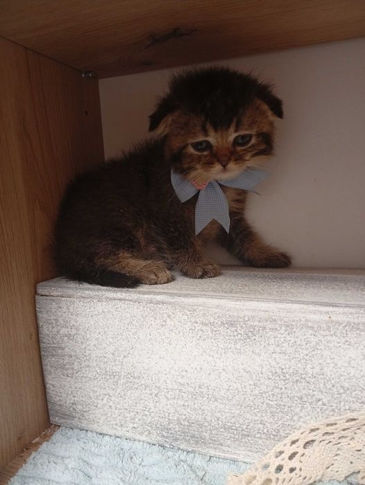 Скоттиш фолд девочка