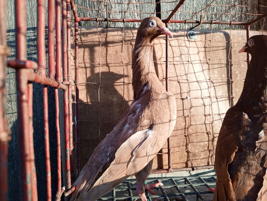 Stargardzkie Starogardzkie pulsujące ptaki gołębie ozdobne para