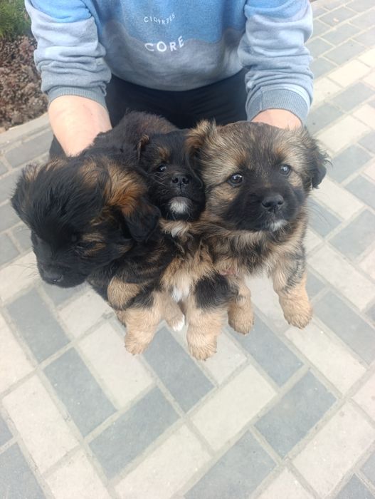 Цуценята Пікінеса