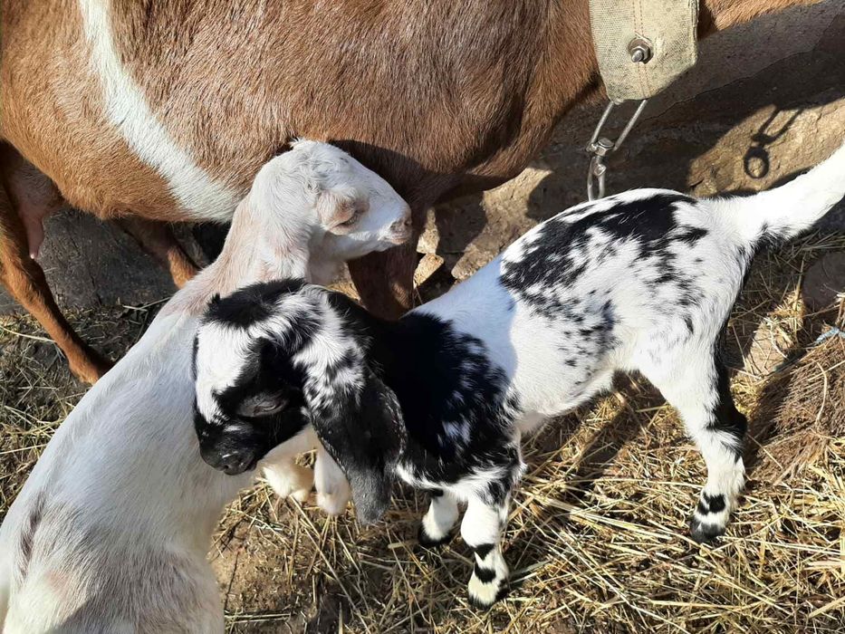 Продаються козинята англонубійські