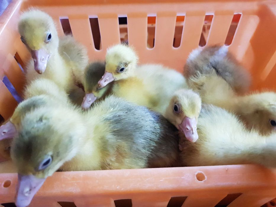 Gęś do dalszego odchowu landes, kołudzka, kubańska dostawa Gratis