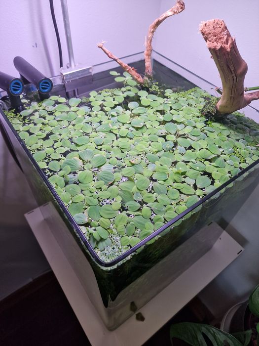 Plantas aquário - flutuantes - pistia stratiotes