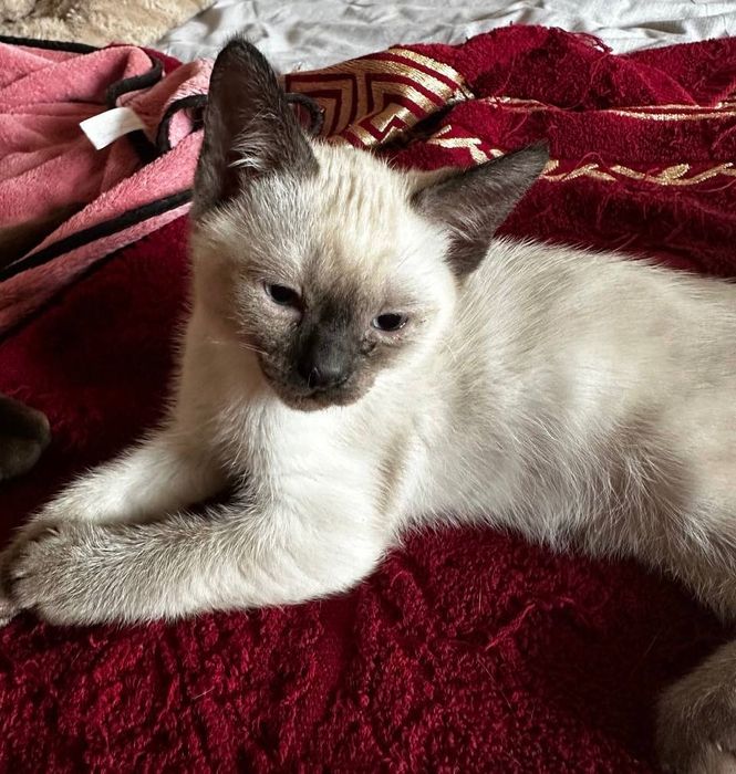 Сіамські котики шукають люблячу родину