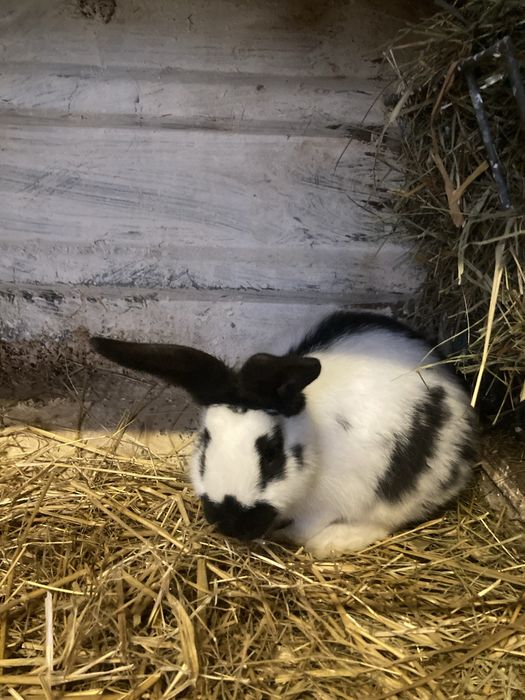 Króliki Srokacz olbrzym