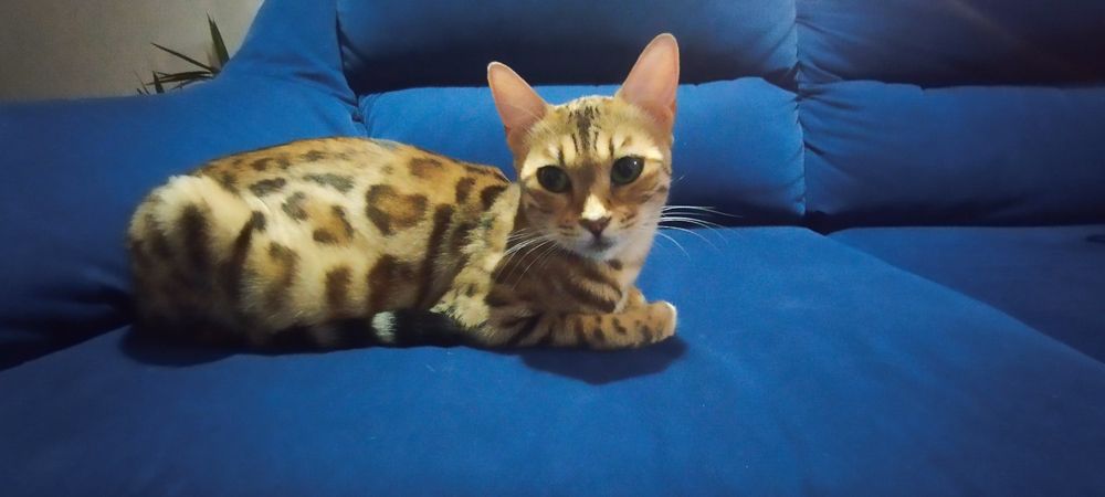 Gatinho  Bengal  excelente linhagem