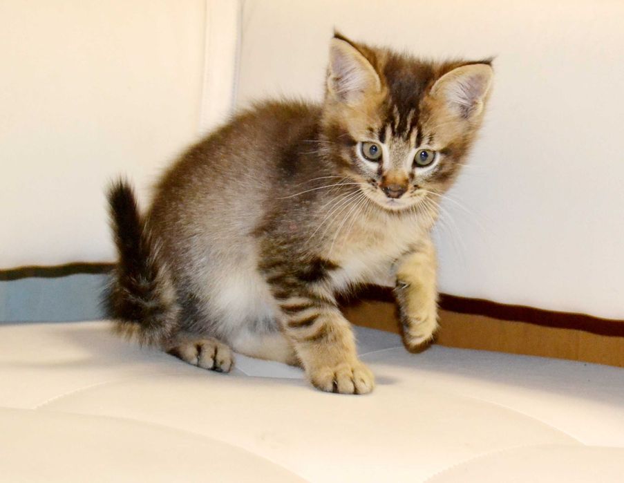 Маленькая рысь! Крупные котята чаузи!