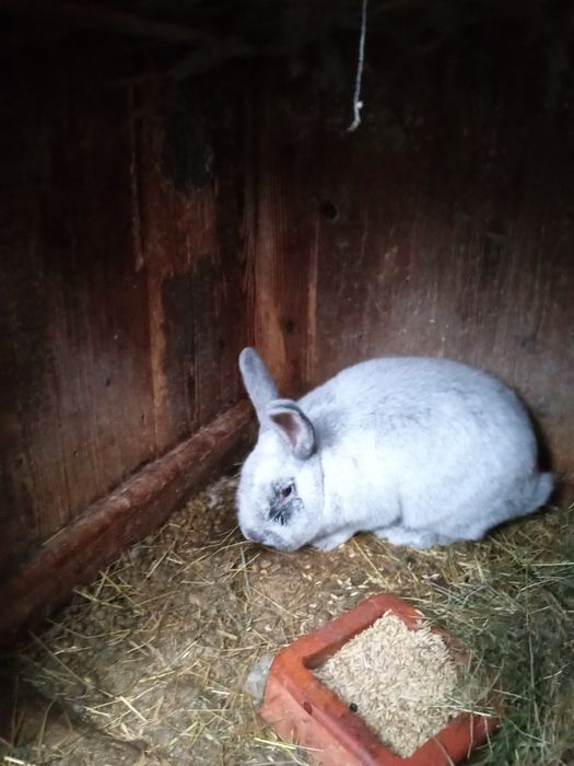 Кролик, велике світле срібло