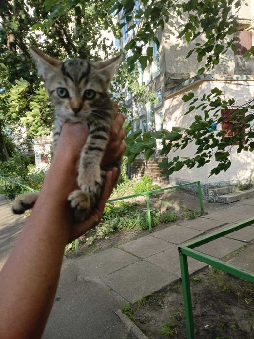Кошенятко в добрі руки